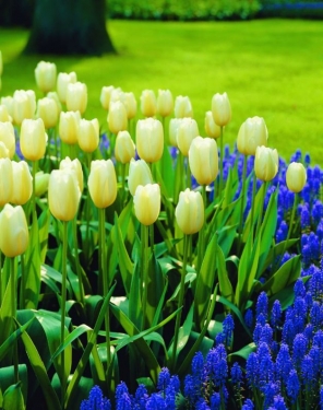 Tulpen Purissima